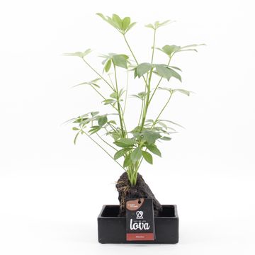 Schefflera arboricola