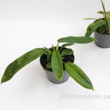 Филодендрон patriciae