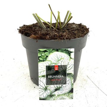 Brunnera macrophylla 'Jack Frost'