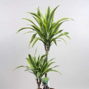 Dracaena fragrans 'Lemon Lime'