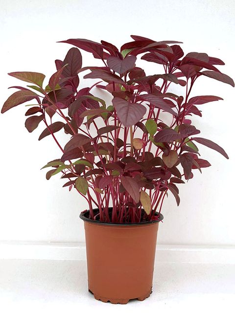 Amaranthus tricolor