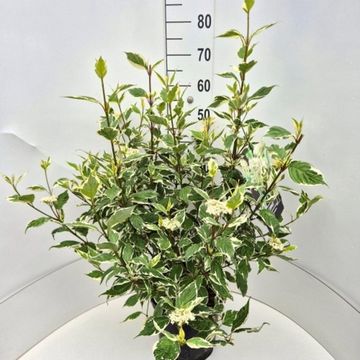 Cornus alba 'Sibirica Variegata'