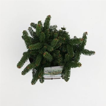 Abies balsamea 'Nana'
