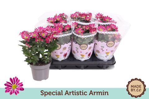 Chrysanthemum ARTISTIC ARMIN