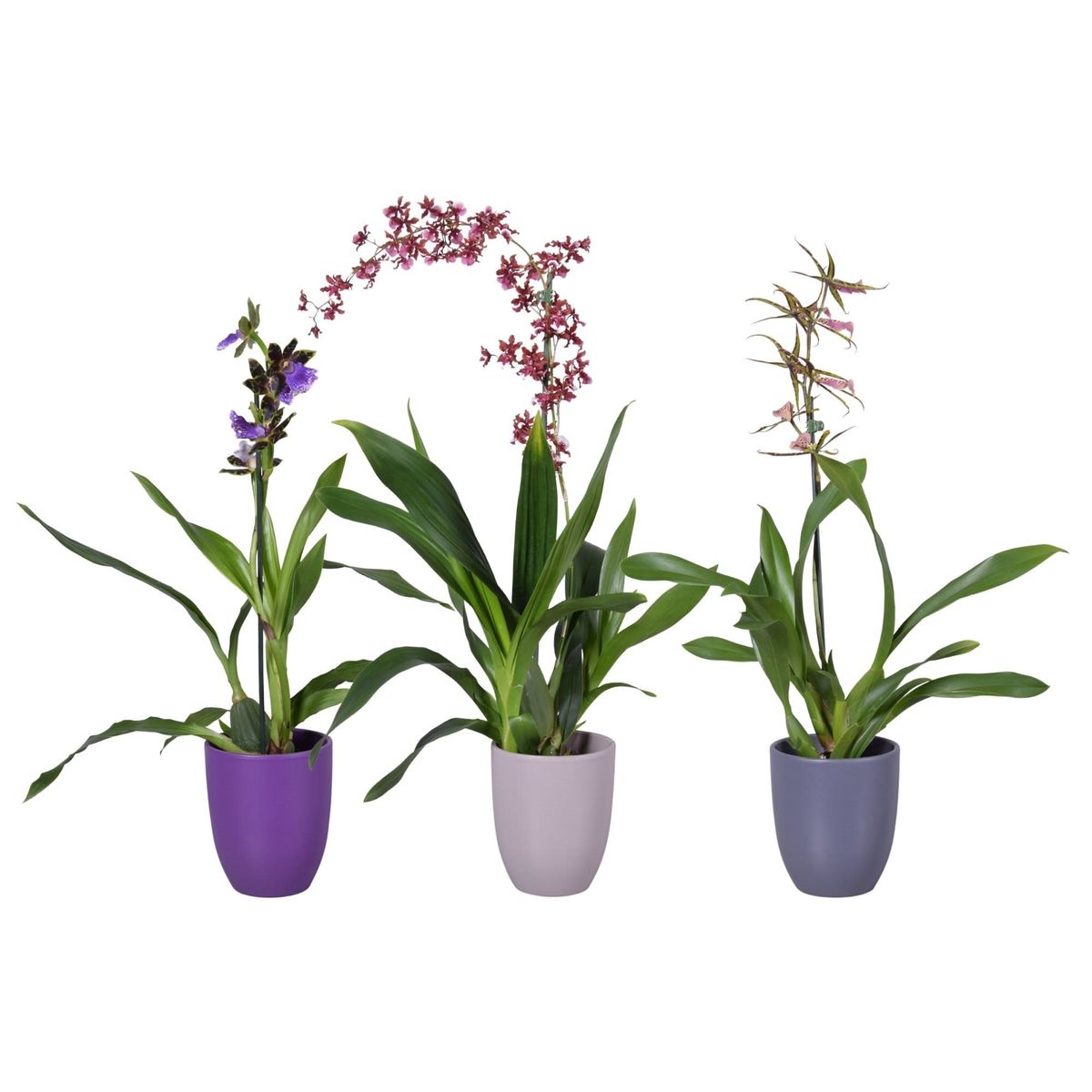 Orchid MIX — Plant Wholesale FlorAccess