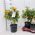 Citrus margarita 'Nagami'
