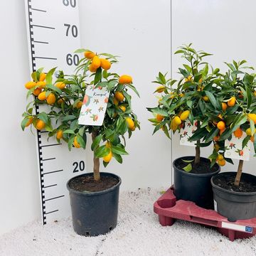 Citrus margarita 'Nagami'