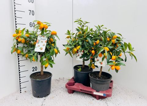 Citrus margarita 'Nagami'