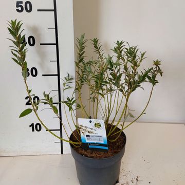 Salix subopposita