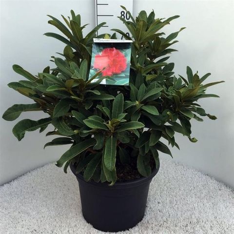 Rhododendron 'Вилгенс Руби'