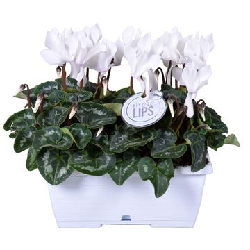 Cyclamen persicum SUPER SERIE S ALLURE MIX