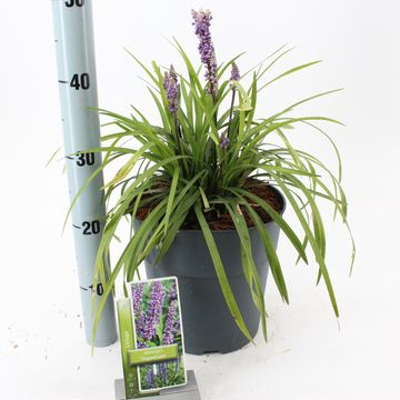 Liriope muscari 'Ingwersen'