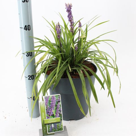 Liriope muscari 'Ingwersen'