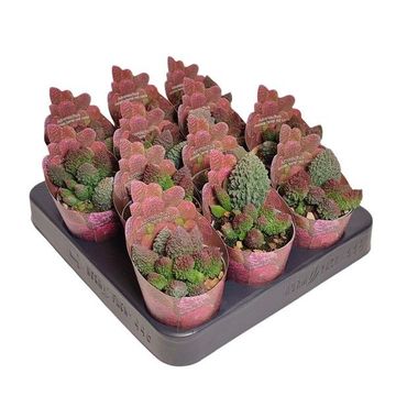 Adromischus marianae herrei 'Red Coral'