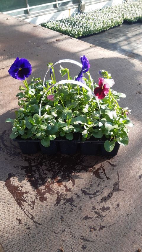 Viola x wittrockiana