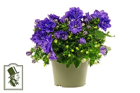 Campanula x haylodgensis BLUE LIKE MEE