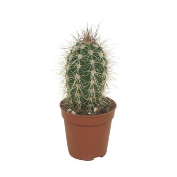 Pachycereus pringlei