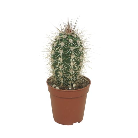 Pachycereus pringlei