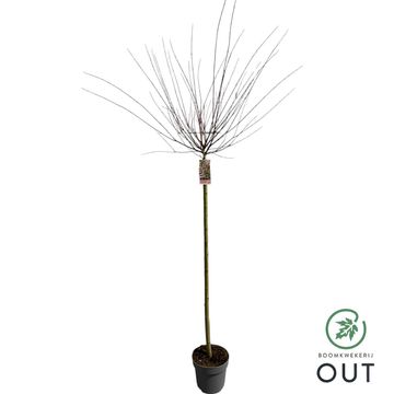 Ива integra 'Хакуро-нишики'