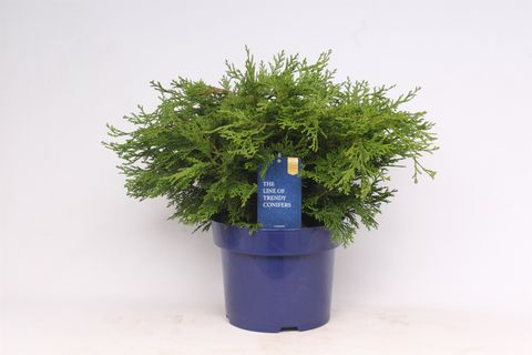 Chamaecyparis obtusa 'Pygmaea'