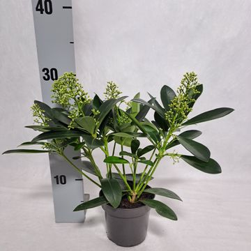 Skimmia japonica 'Finchy'