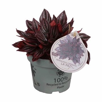 Peperomia caperata 'La Paz'