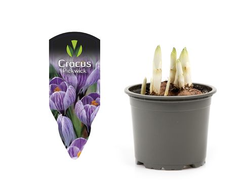 Crocus vernus 'Pickwick'