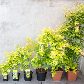 Acer palmatum 'Orange Dream'