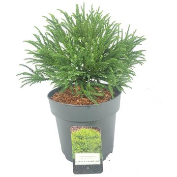 Cryptomeria japonica 'Little Champion'