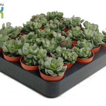 Adromischus cristatus