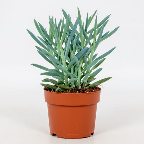 Curio ficoides ‘Mount Everest’ — Plant Wholesale FlorAccess