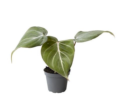 Philodendron gloriosum