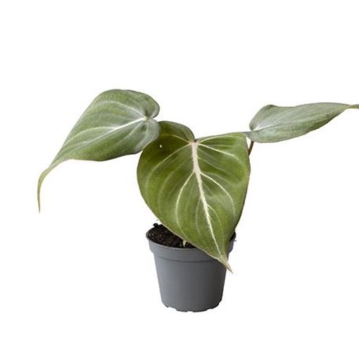 Philodendron gloriosum