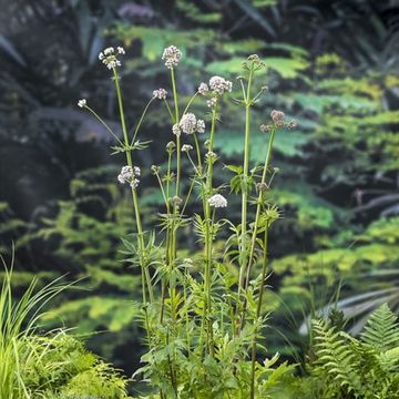 Valeriana officinalis