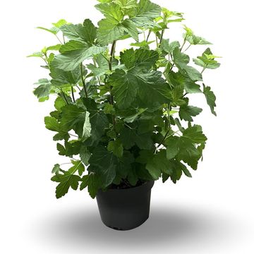 Ribes sanguineum 'Pulborough Scarlet'