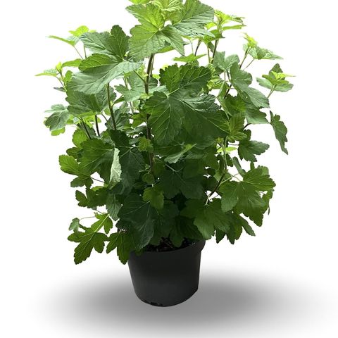 Ribes sanguineum 'Pulborough Scarlet'