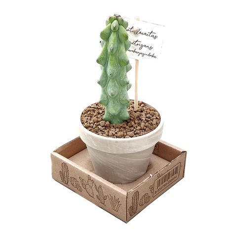 Myrtillocactus geometrizans 'Fukurokuryuzinboku'