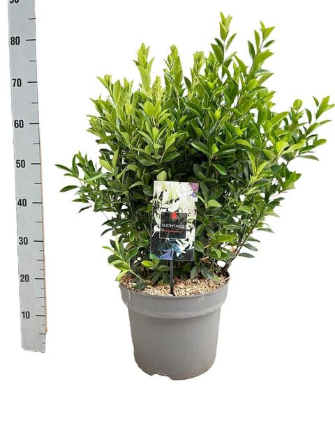 Euonymus japonicus EXTRAVAGANZA