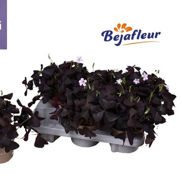 Oxalis triangularis triangularis