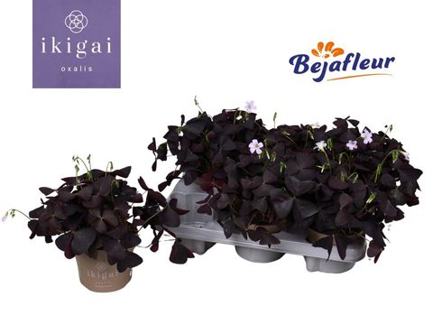 Oxalis triangularis triangularis