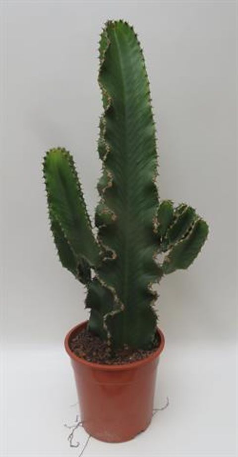 Euphorbia erythraea 'Canarias'