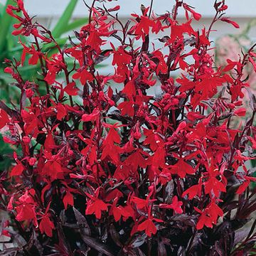 Lobelia 'Queen Victoria'