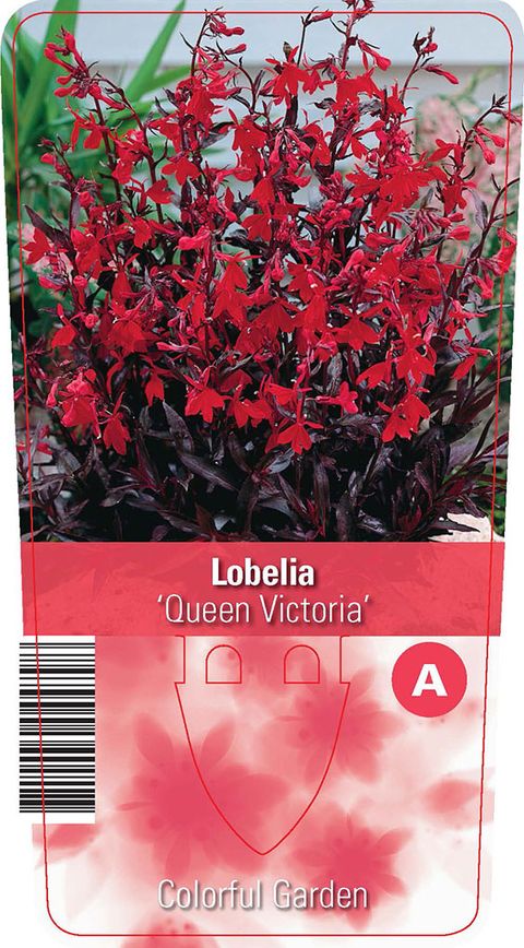 Lobelia 'Queen Victoria'