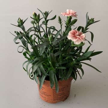 Dianthus OSCAR MIX