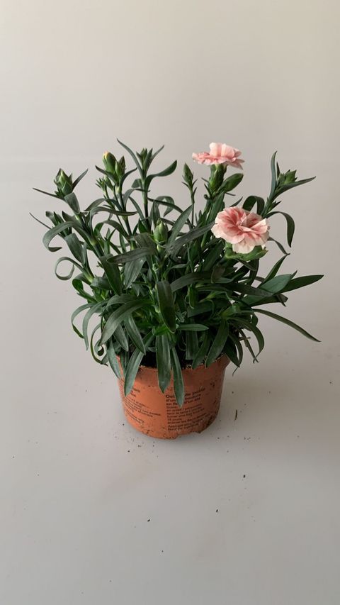 Dianthus OSCAR CHERRY