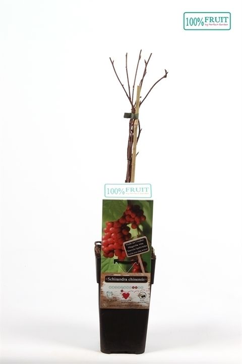 Schisandra chinensis