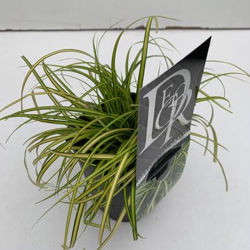 Carex oshimensis EVERCOLOR EVERSHEEN