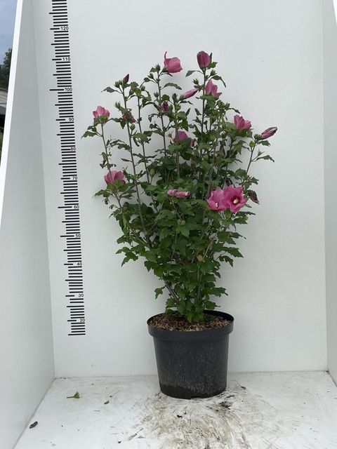 Hibiscus syriacus 'Woodbridge'