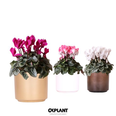 Cyclamen MIX