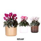 Cyclamen MIX